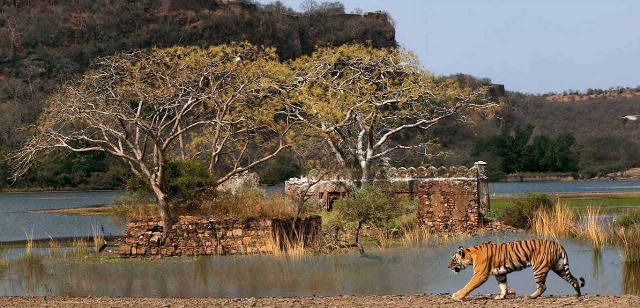 Golden triangle tours