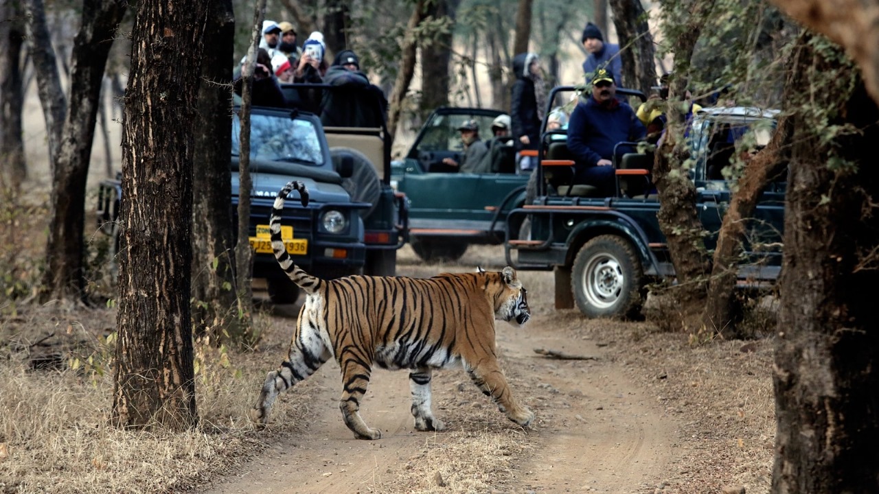 Golden Triangle Delhi Agra Jaipur with Ranthambhore 6N 7D 