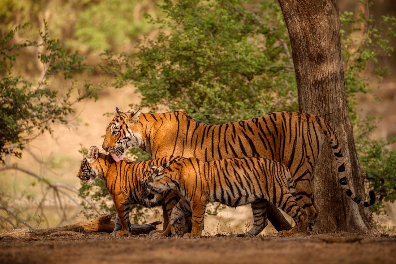Rathambore Overnight Tour