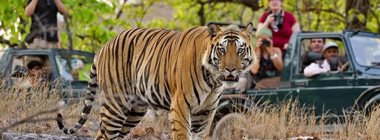 Rathambore Overnight Tour